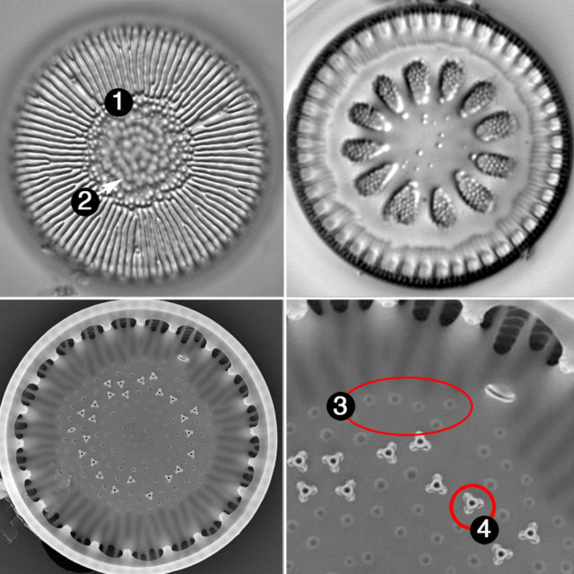 Lindavia guide3