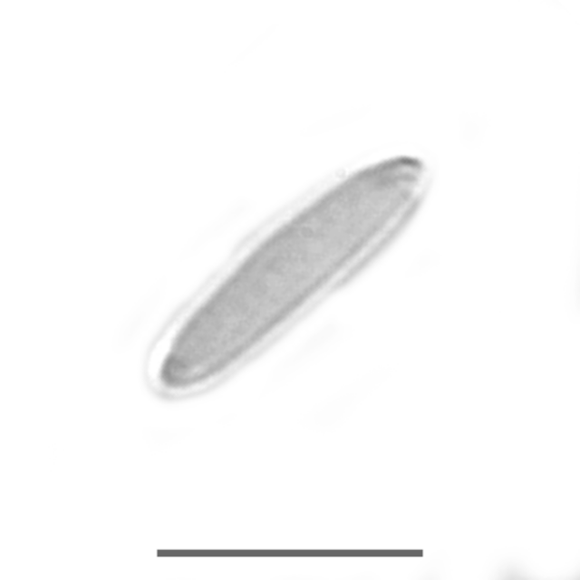 Pseudostriatella iconic