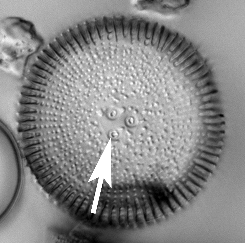 O Roeseana Carinoportulae