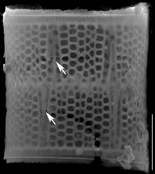 A Muzzanensis Separationspines