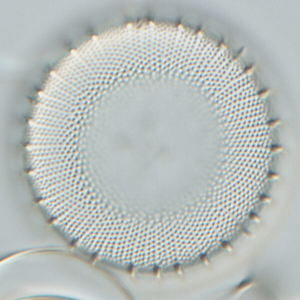 Ill2011 41  Steph Niagarae6