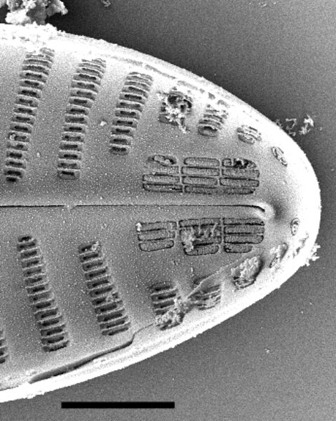 annulus-geissleria-cascadensis