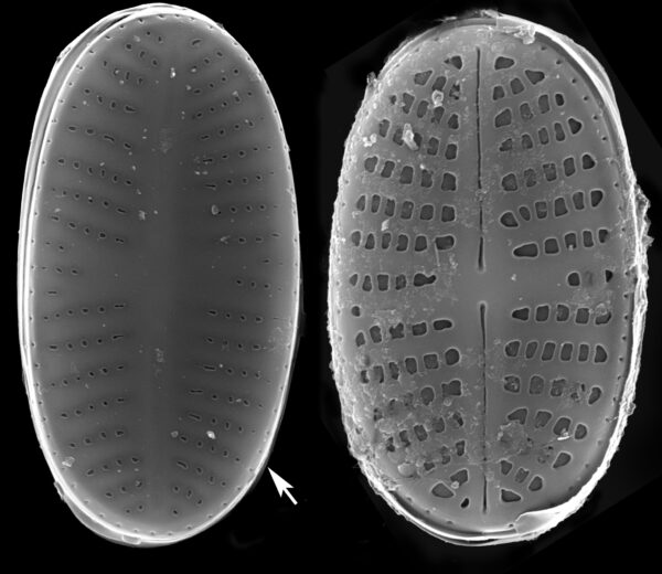 P Curtissimum Rapheless 1