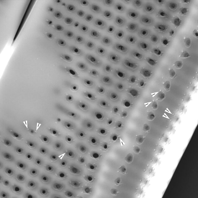 Renilimbi 2 BW bright