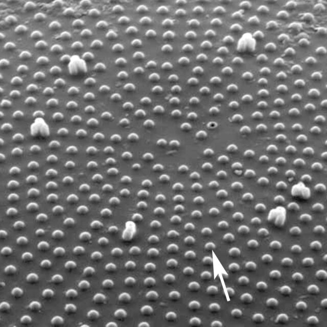 Stephanodiscus Domed Cribra