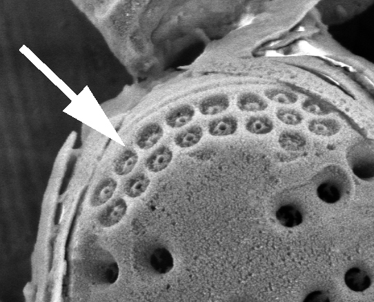 Ocellulimbus External