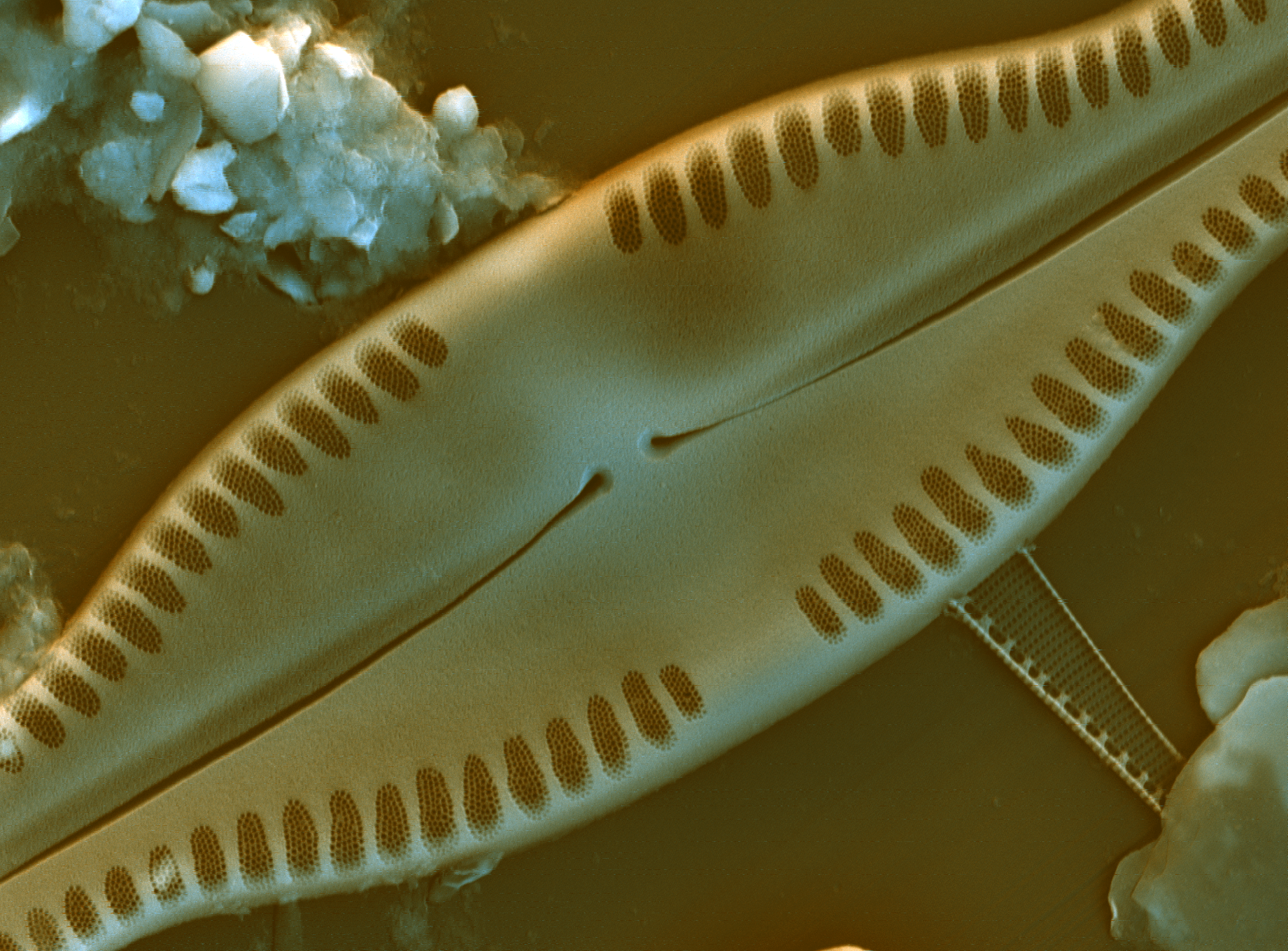 17518 mix 068 Pinnularia