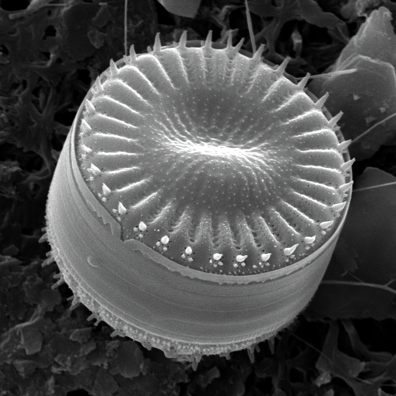 Cyclotella Sunlin Hu Chao Liu