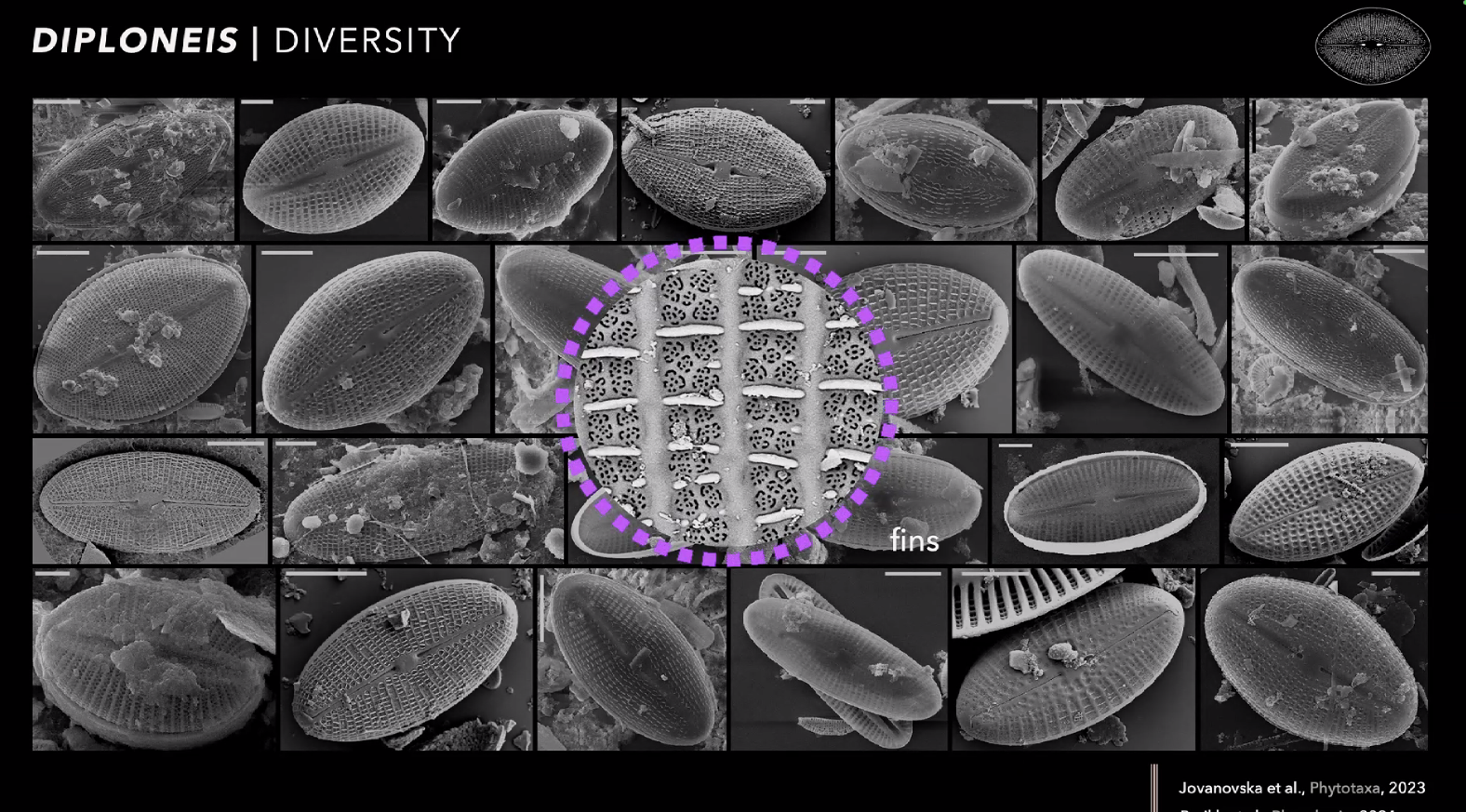 Diversity Diploneis African Rift