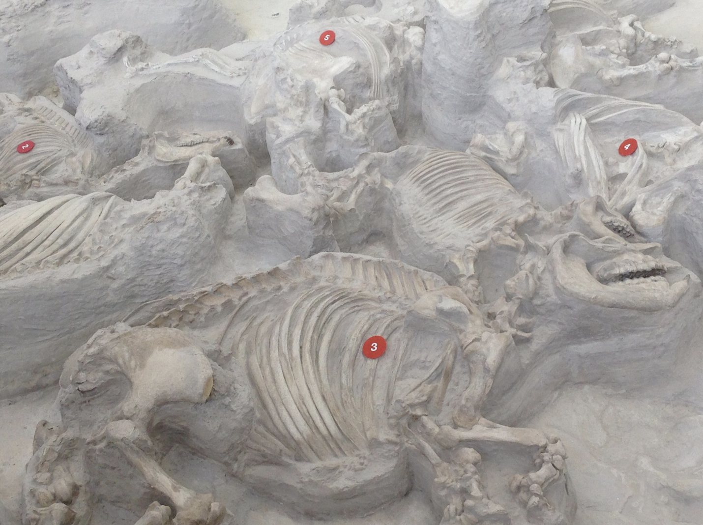 Fig 1 Fossil rhinoceros