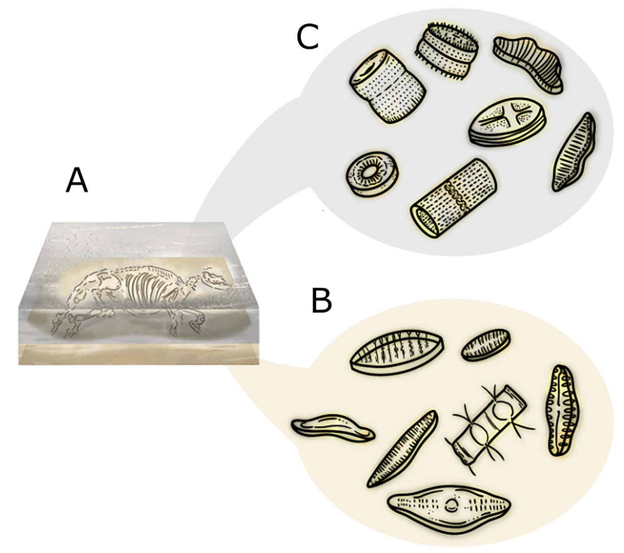 Fig 2 Diatoms at Ashfall