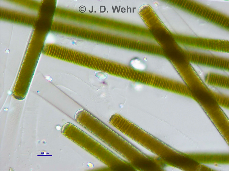 J D Wehr Limnoraphis