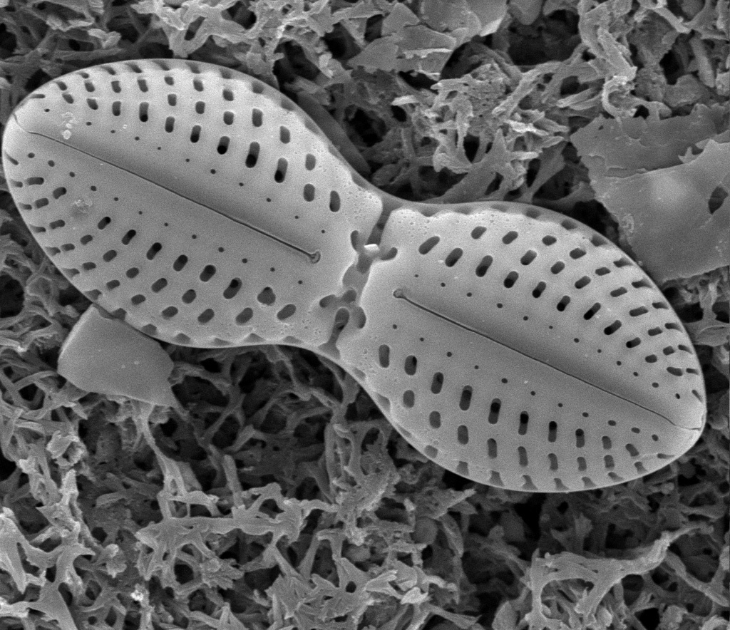 Jian Zhao Chao Liu 1