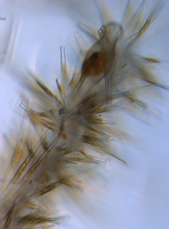 Lake Superior Didymo
