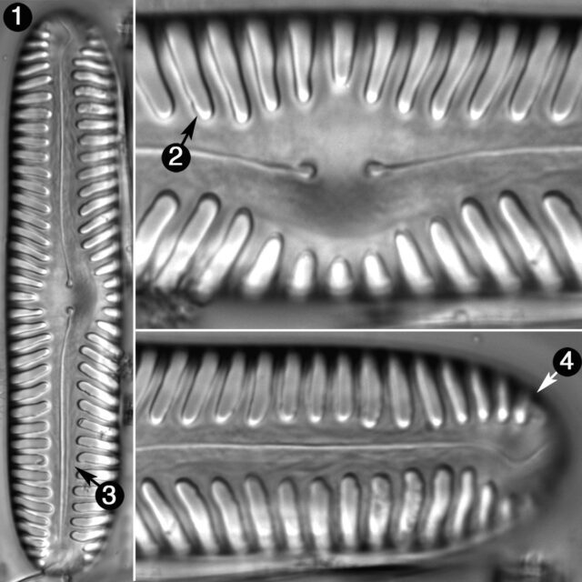 Pinnularia lata guide