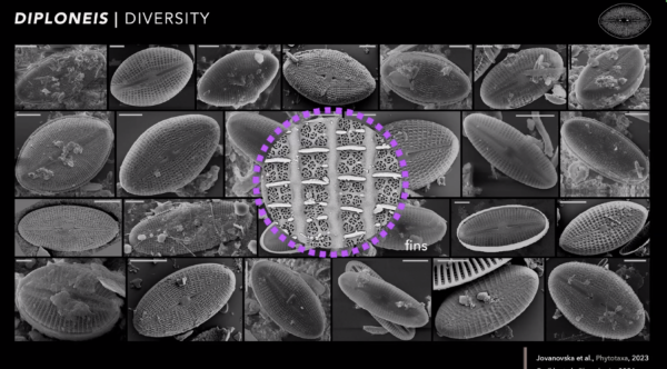 Diversity Diploneis African Rift