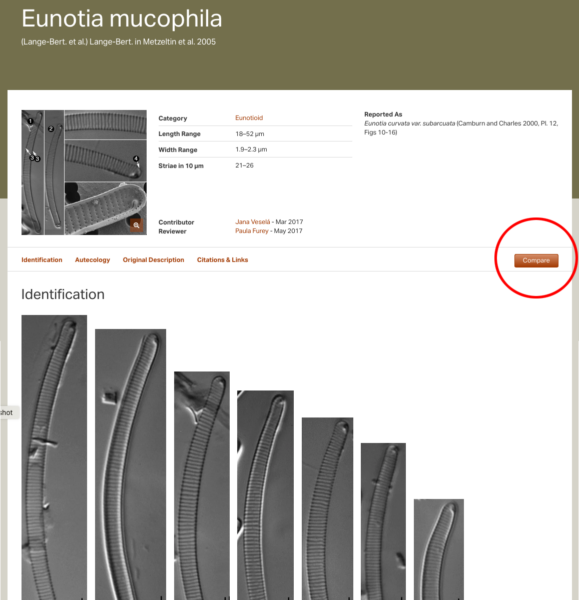 Eunotia mucophila COMPARE1