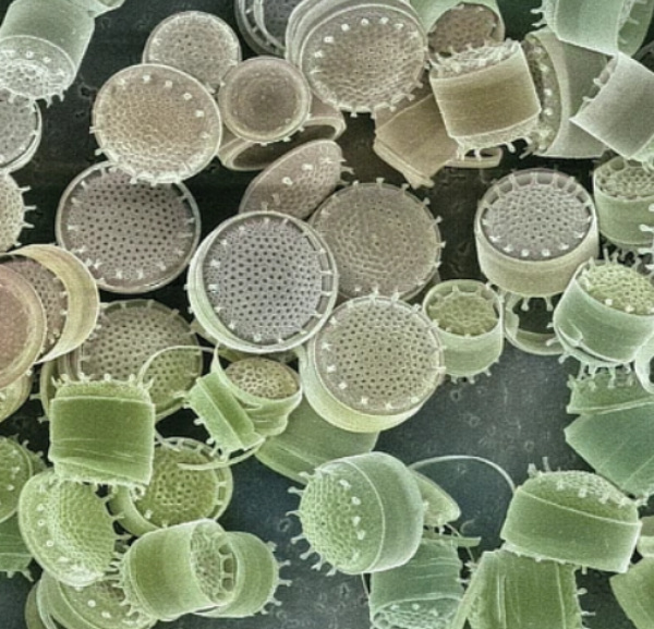 My Diatoms org