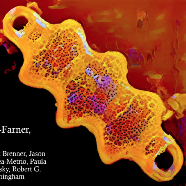 Terpsinoe Jeffery Stone