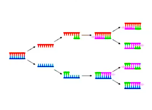E DNA sequencing