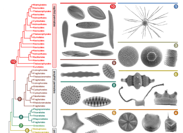 From Alverson etal 2025