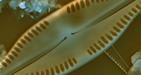 17518 mix 068 Pinnularia