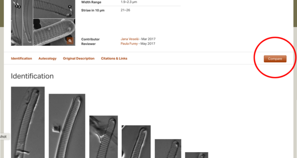 Eunotia mucophila COMPARE1