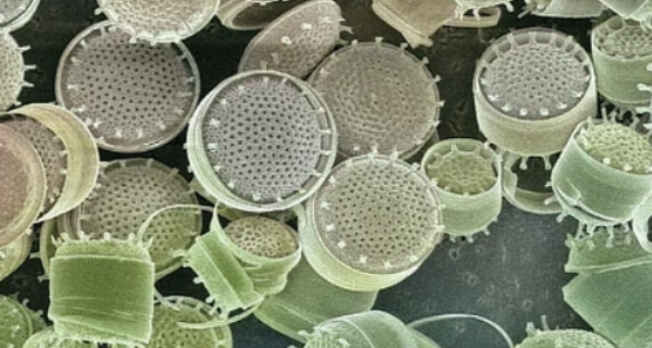 My Diatoms org