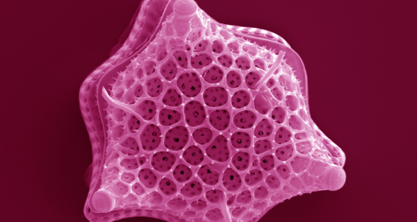 San Sebast2 Tridubium05