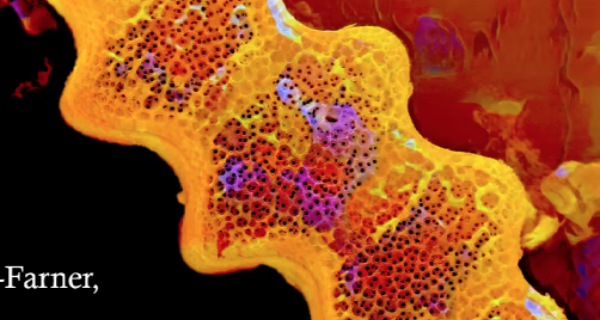 Terpsinoe Jeffery Stone