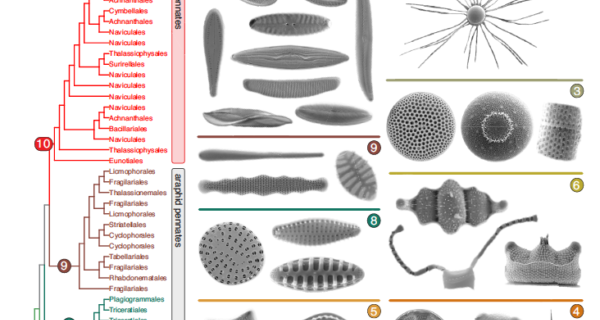 From Alverson etal 2025