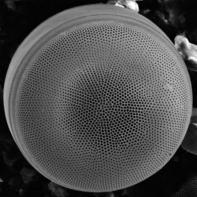 Actinocyclus Yuzhong Wang Yu Zhou2