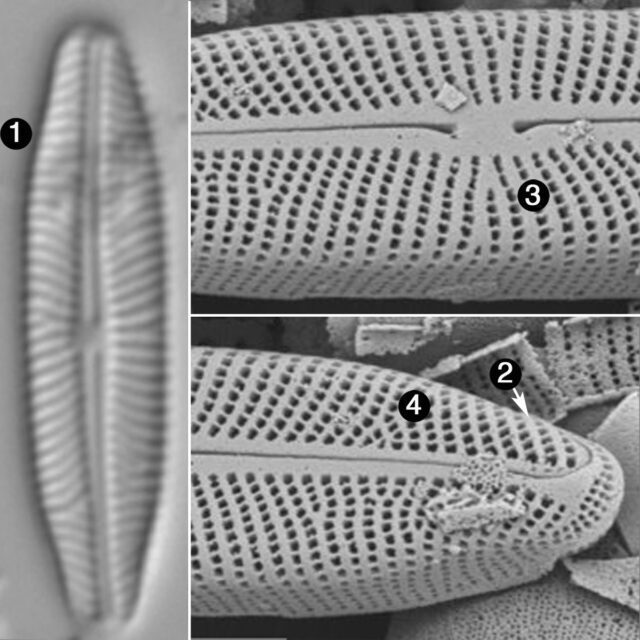 Adlafia suchlandtii2 guide