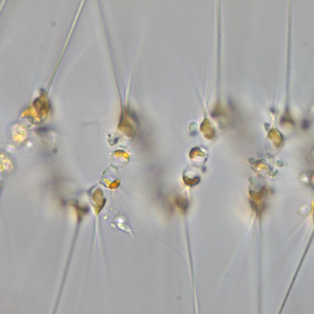 Asterionellopsis T Frankovich