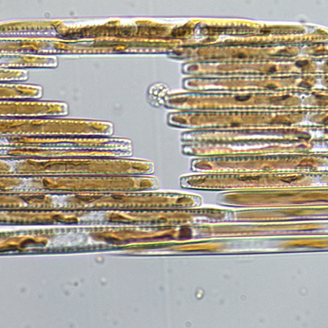 Bacillaria live18945