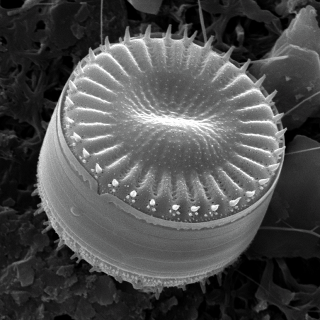 Cyclotella Sunlin Hu Chao Liu