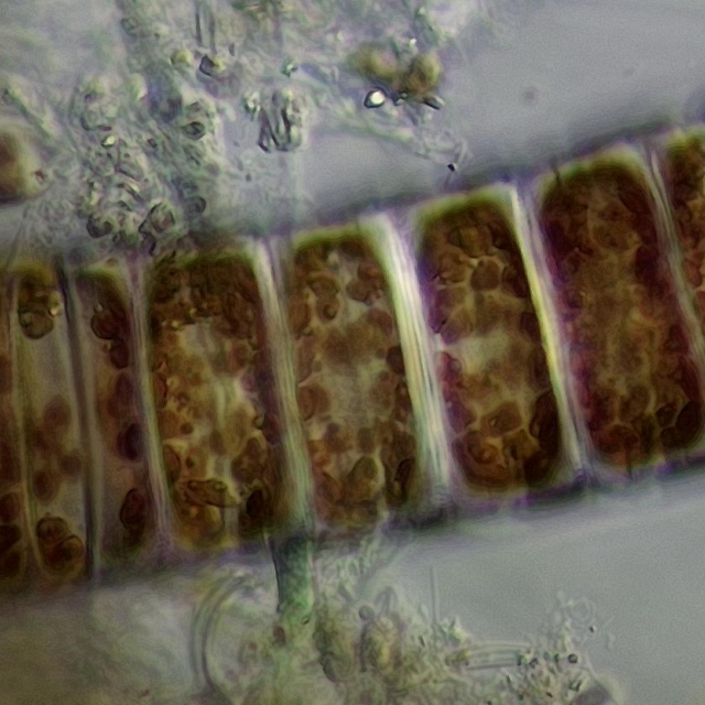 Ellerbeckia live Robin Matthews