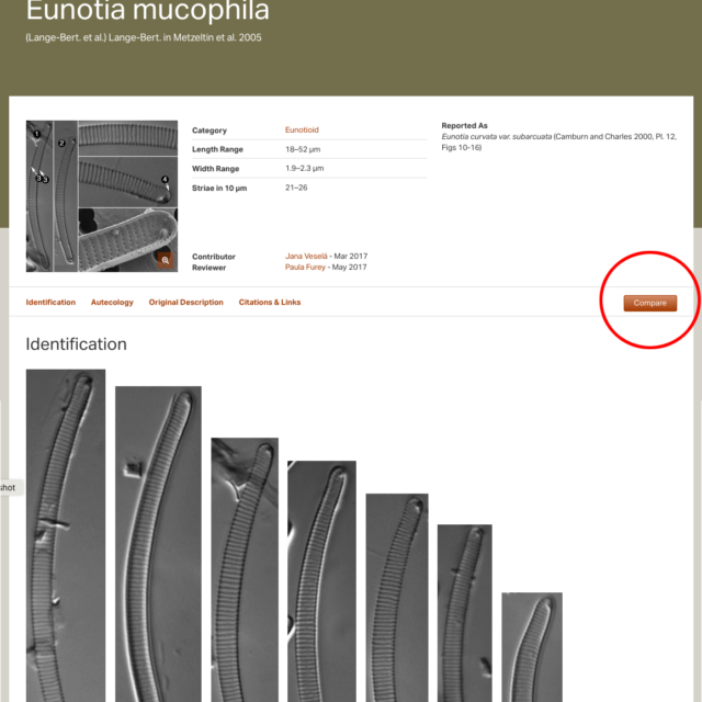 Eunotia mucophila COMPARE1
