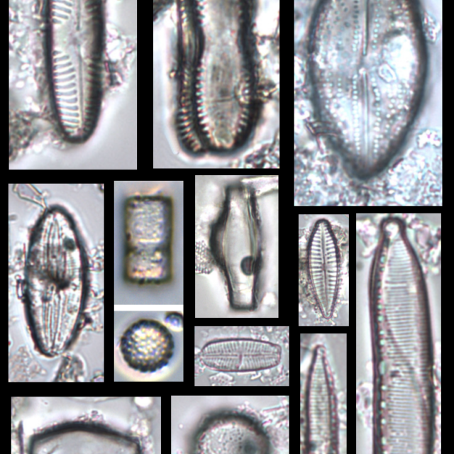 Fig 5 Diatoms in the sand bed
