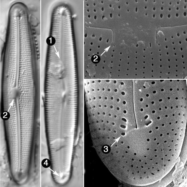 Frustulia kreubergensis guide
