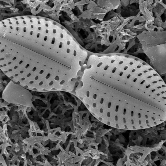 Jian Zhao Chao Liu 1