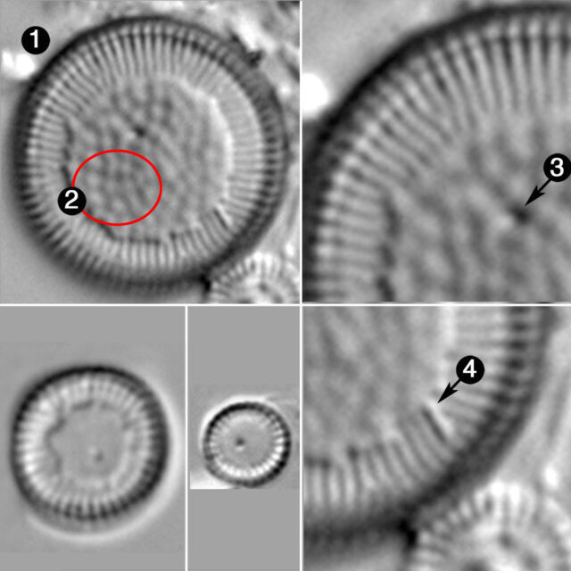 Lindavia delicatula guide