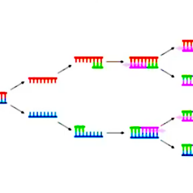 E DNA sequencing
