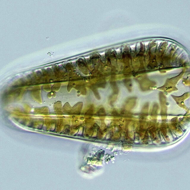 Surirella aug23 25 200 N2 BAGL EX