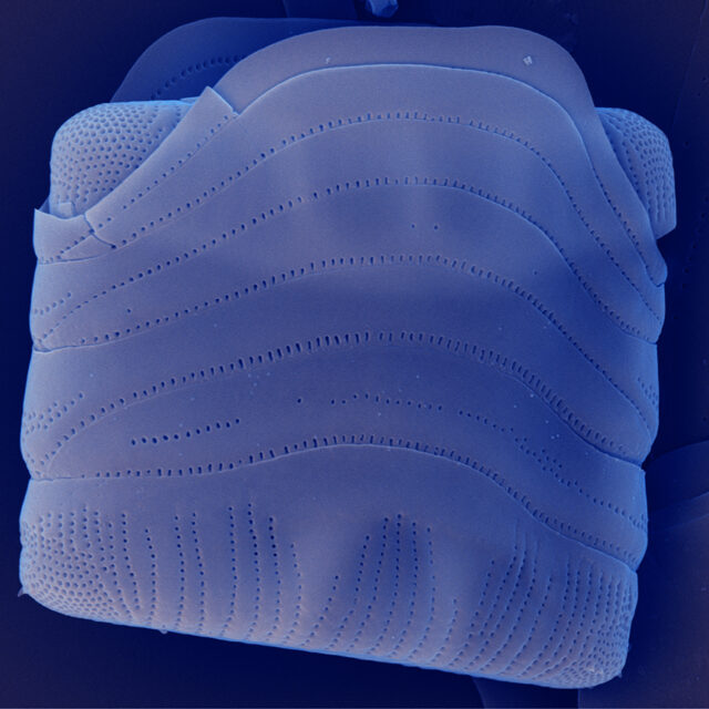 Tetracyclus Iwb 25 Iii 2013 06 Mix 002 Copy