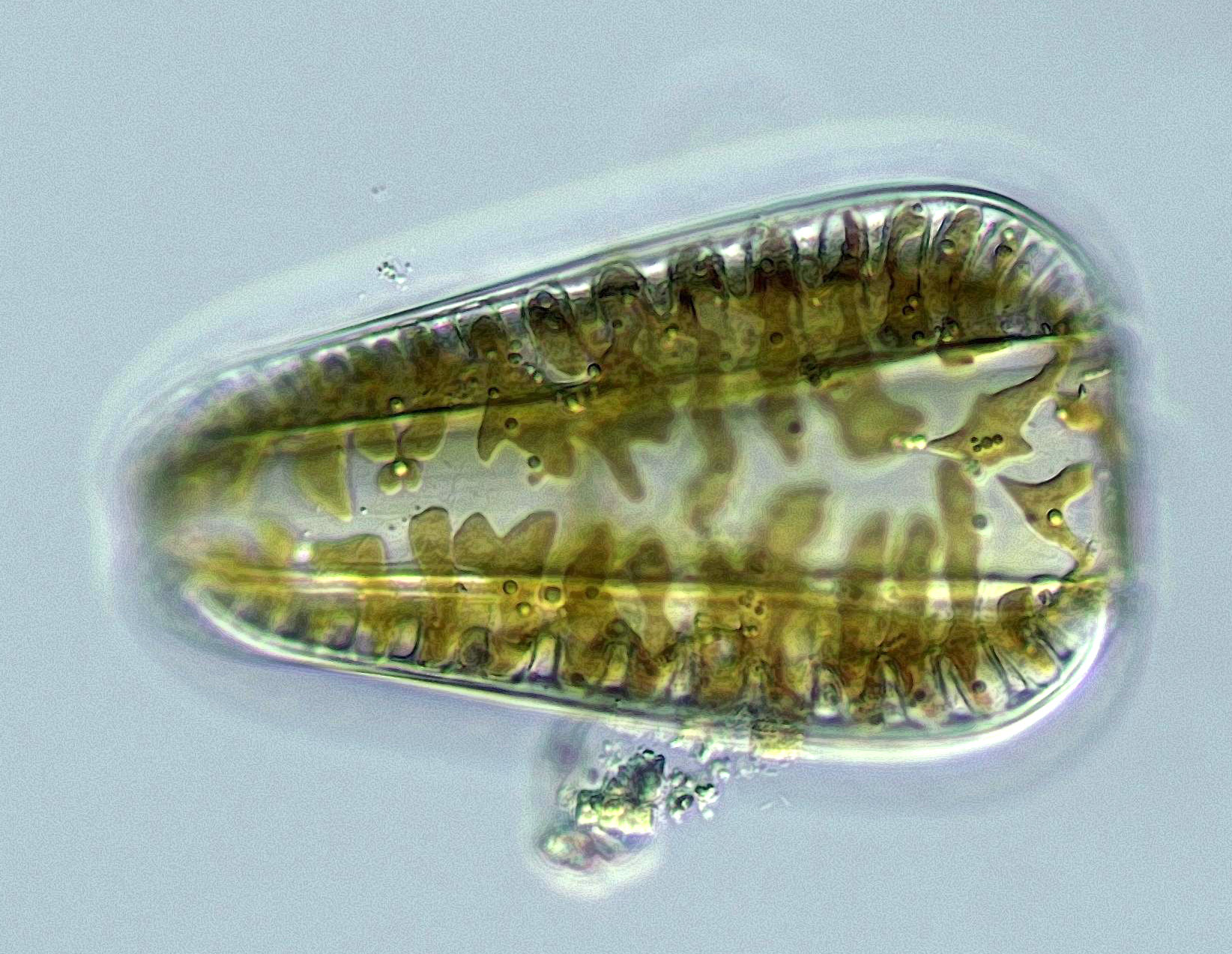 Surirella aug23 25 200 N2 BAGL EX