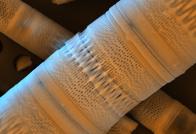 42c mix 061 Aulacoseira