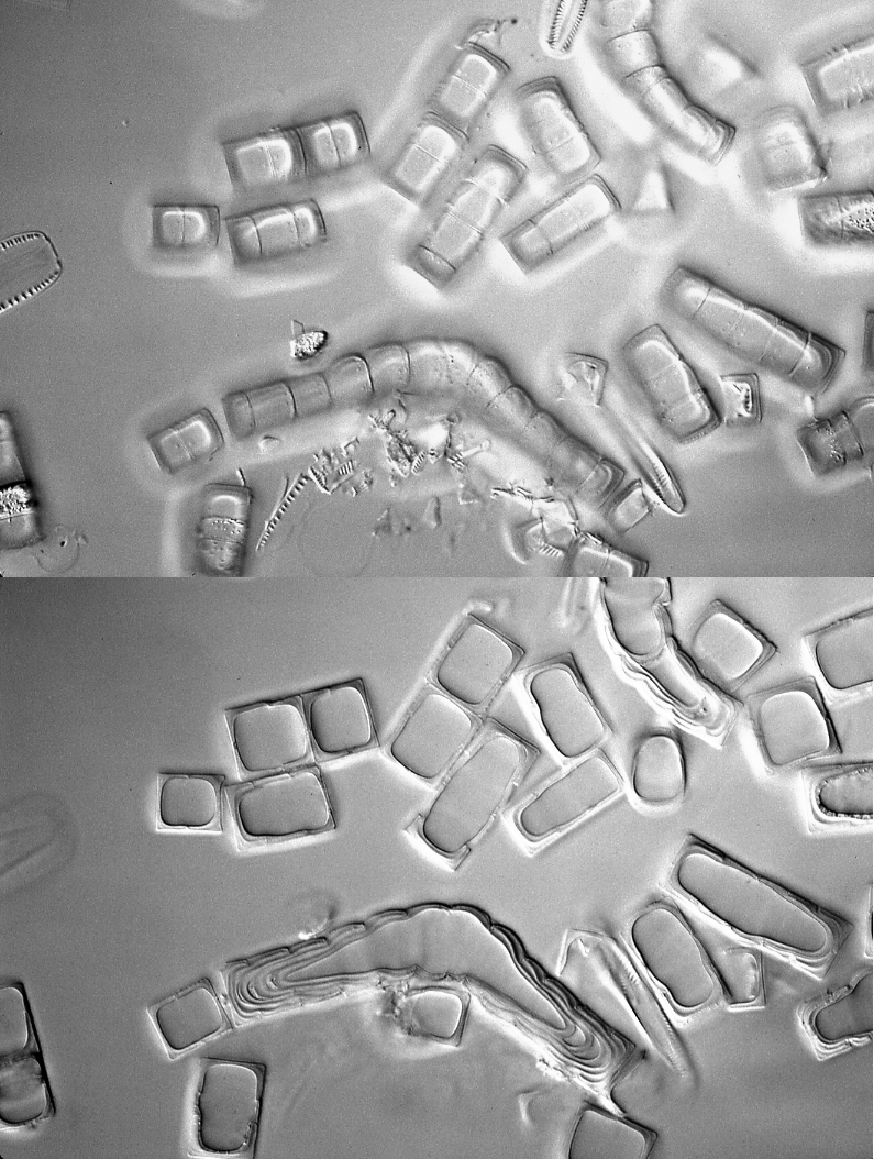 9   Melosira Dickiei Spores Isotype Material  Hlsmith 222  Scotland ( Grampian)  Aberdeen