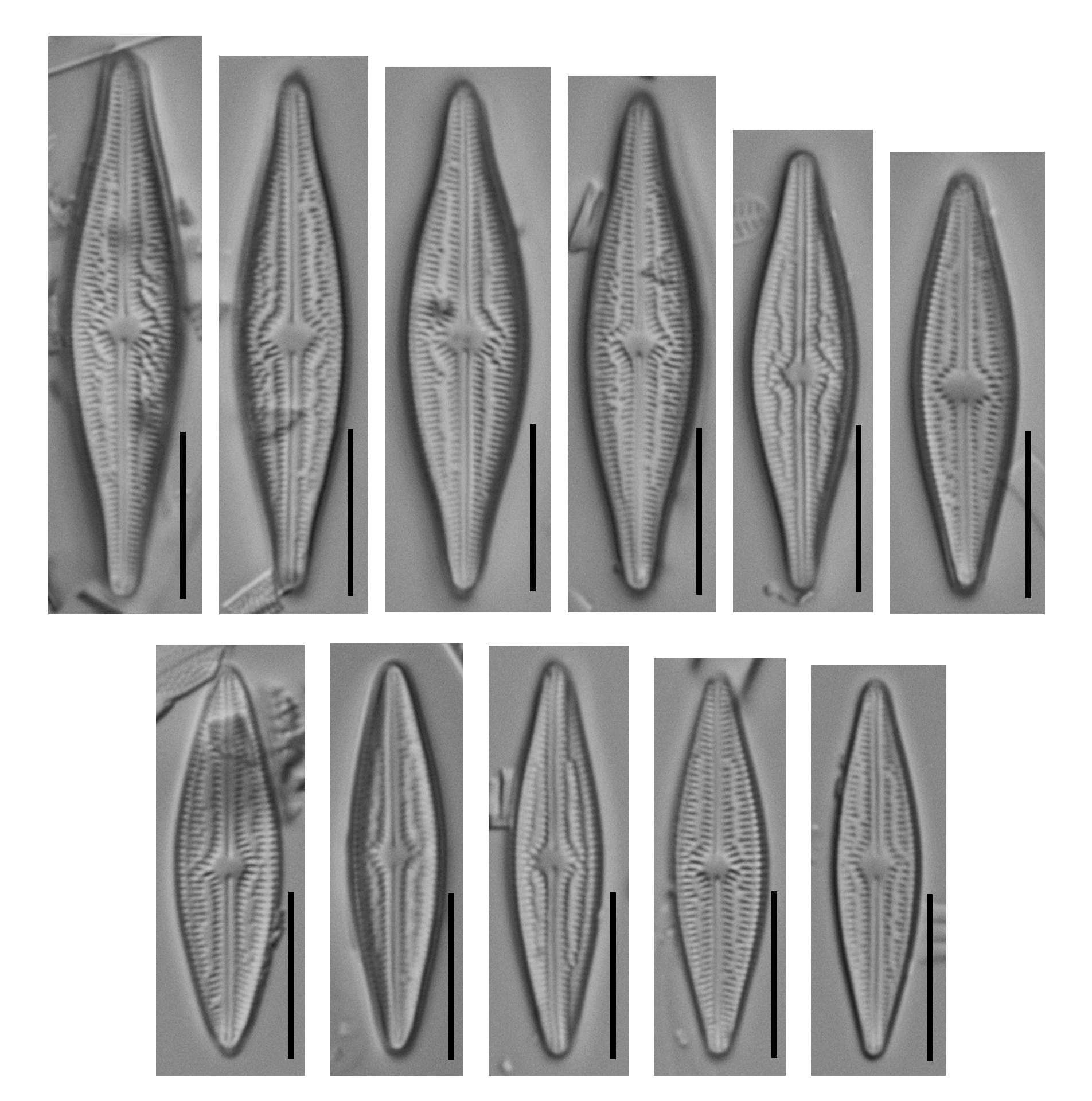 Brachysira elisabethiana type population