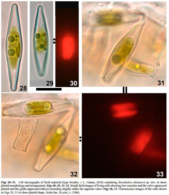 Brachysira chiaruccii Orig LM Live 1